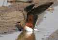 Луговая тиркушка фото (Glareola pratincola) - изображение №1281 onbird.ru.<br>Источник: www.hawar-islands.com
